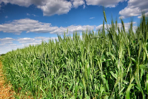 Wheat field and sky summer landscape — Stock Photo, Image