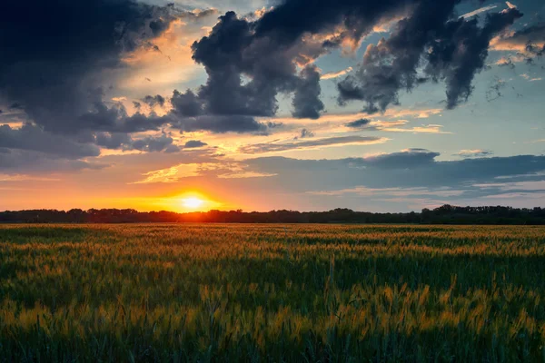 Beau coucher de soleil dans le champ — Photo