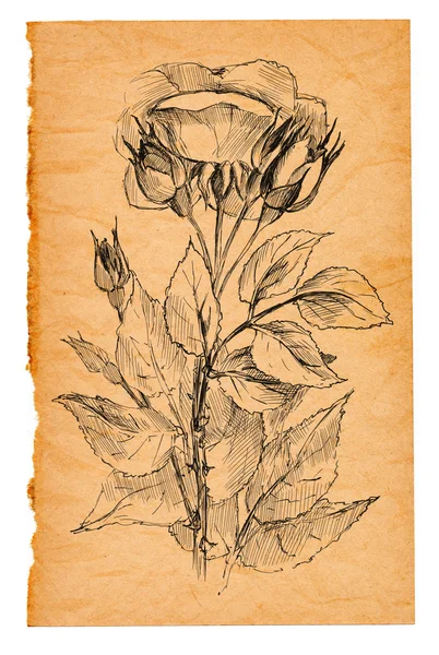 Flower sketch on old paper — 스톡 사진