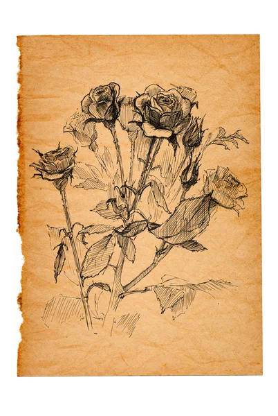 Flower sketch on old paper — Stock Photo, Image