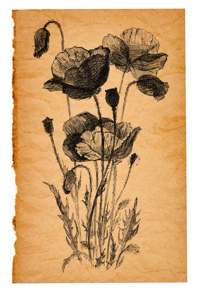 Esboço de flor em papel velho — Fotografia de Stock