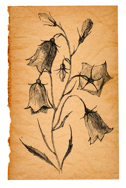 Flower sketch on old paper — Stockfoto