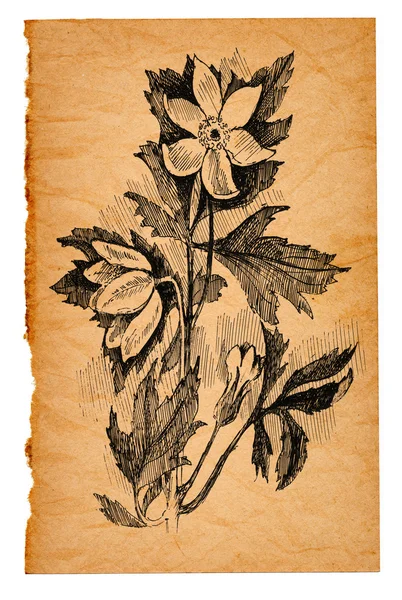 Flower sketch on old paper — 스톡 사진