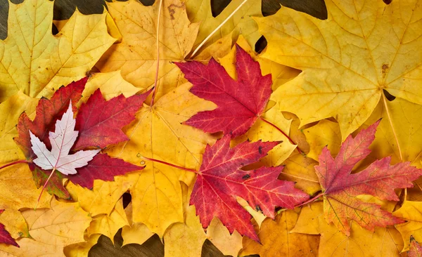 Zbliżenie autumn klonowe listowie jako tło — Zdjęcie stockowe