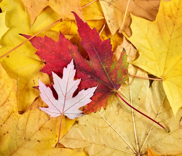 Fondo de hojas de otoño rojo y amarillo —  Fotos de Stock