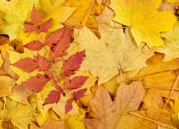 Červené a žluté podzimní listí pozadí — Stock fotografie