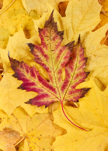 Rode en gele herfst bladeren achtergrond — Stockfoto