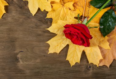 arka plan üzerinde sarı sonbahar kırmızı gül yaprakları