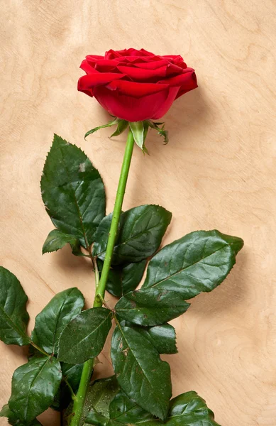 Rosa roja sobre fondo de madera brillante — Foto de Stock