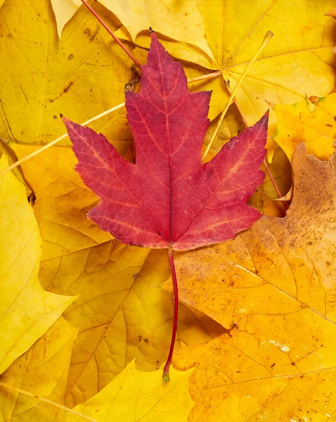 Fondo de hojas de otoño rojo y amarillo —  Fotos de Stock