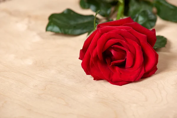 Rosa roja sobre fondo de madera brillante — Foto de Stock