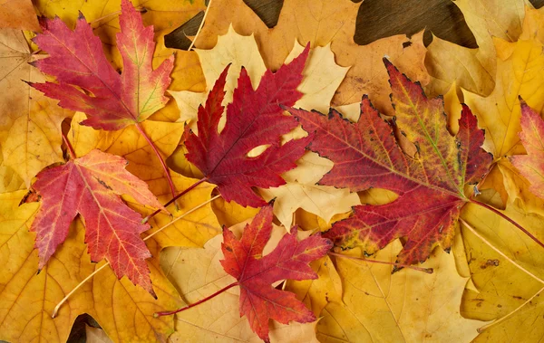 Primer plano hojas de arce de otoño como fondo —  Fotos de Stock