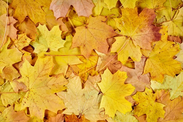 Primer plano hojas de arce de otoño como fondo —  Fotos de Stock