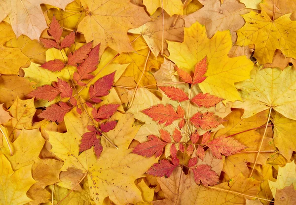 Fondo de hojas de otoño rojo y amarillo —  Fotos de Stock