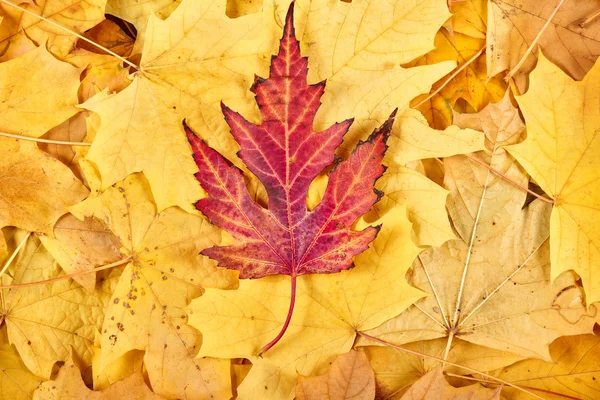 Красные и желтые осенние листья фона — стоковое фото