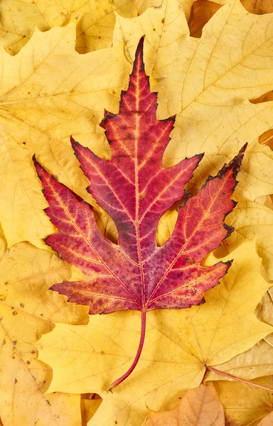 Fondo de hojas de otoño rojo y amarillo —  Fotos de Stock