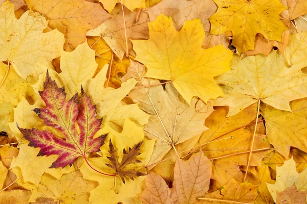 Czerwony i żółty jesień liście tło — Zdjęcie stockowe
