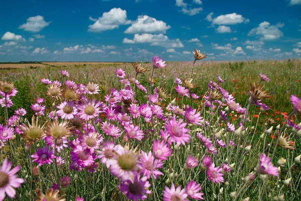 Sommerlandschaft mit rosa Wildblumen — Stockfoto