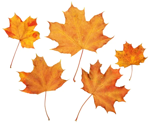 Colección de hojas de otoño de arce, conjunto de objetos aislados en blanco —  Fotos de Stock