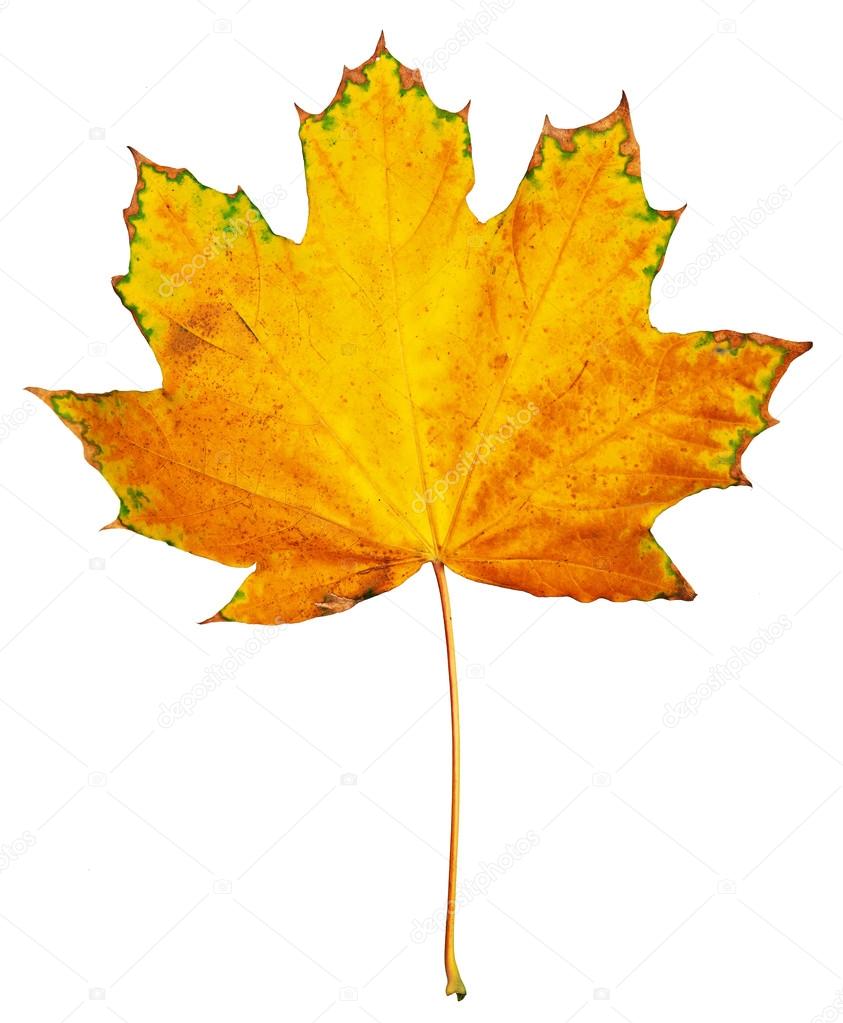 one big maple autumn leaf, object isolated on white