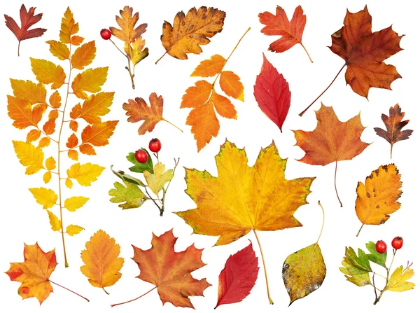 Colección de hojas de otoño, conjunto de objetos aislados en blanco —  Fotos de Stock