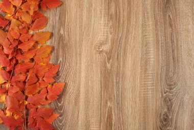 Ahşap arkaplanda renkli sonbahar yaprakları