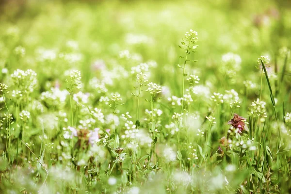 Paesaggio estivo, prato verde con fiori — Foto Stock