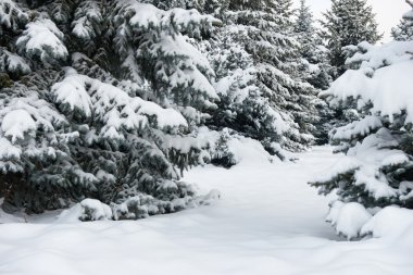 Parlak kış manzarası. Karlı köknar ağaçları.