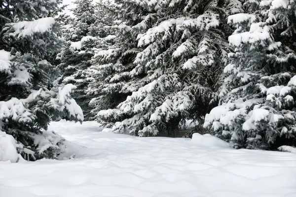 Ljusa vinterlandskap. Snötäckta granar. — Stockfoto