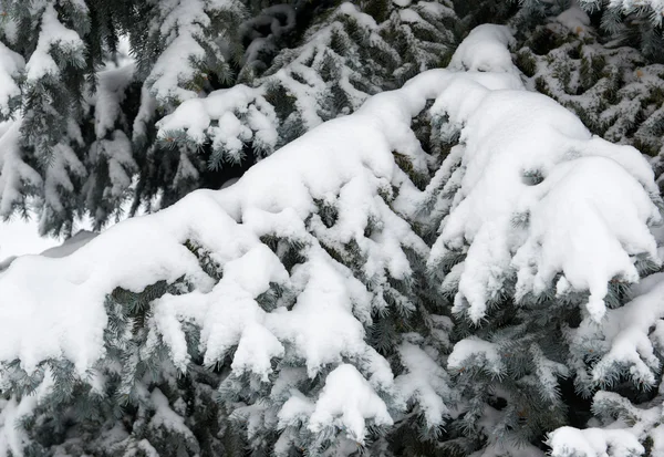 Helle Winterlandschaft. schneebedeckte Tannen. Filialschließungen. — Stockfoto