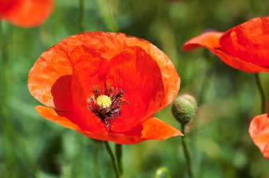 Kırmızı haşhaş çiçek closeup yeşil alan, güzel bahar manzara