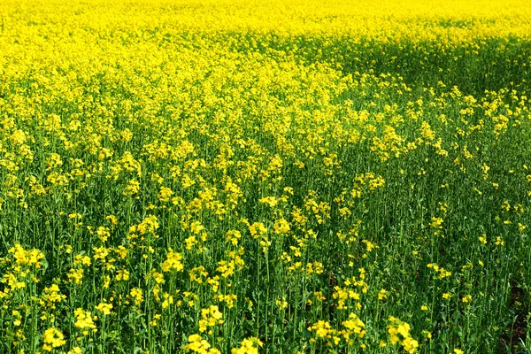 Piękna wiosna krajobraz, żółty kwiat na polu rzepaku jako tło — Zdjęcie stockowe