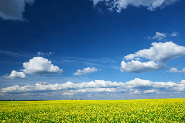 Schöne Frühlingslandschaft, gelbe Blume im Rapsfeld — Stockfoto