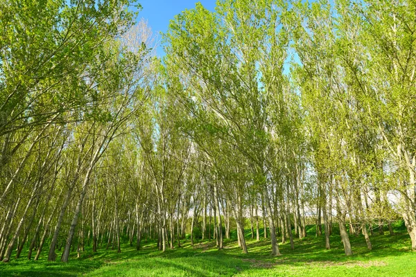 Яркий летний пейзаж, деревья в лесу — стоковое фото