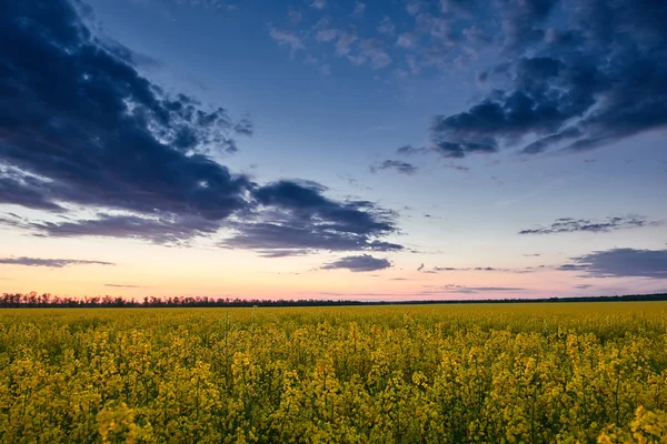 Puesta de sol. Hermoso paisaje primaveral, flor amarilla en campo de colza —  Fotos de Stock