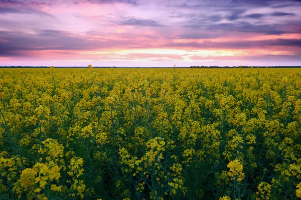 日没。菜種フィールドの美しい春の風景、黄色花 — ストック写真