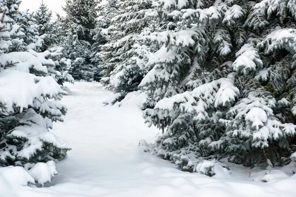 Helle Winterlandschaft. schneebedeckte Tannen. — Stockfoto