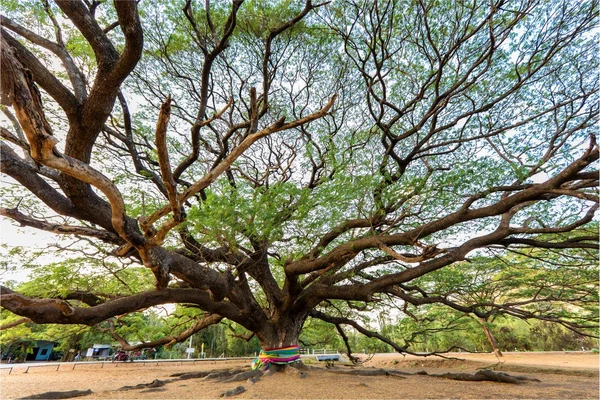 Gigantiska träd Albizia — Stockfoto