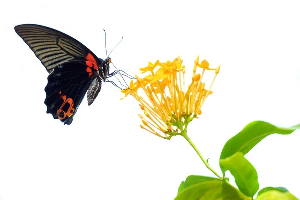 Isolierte Schmetterling und Blume — Stockfoto