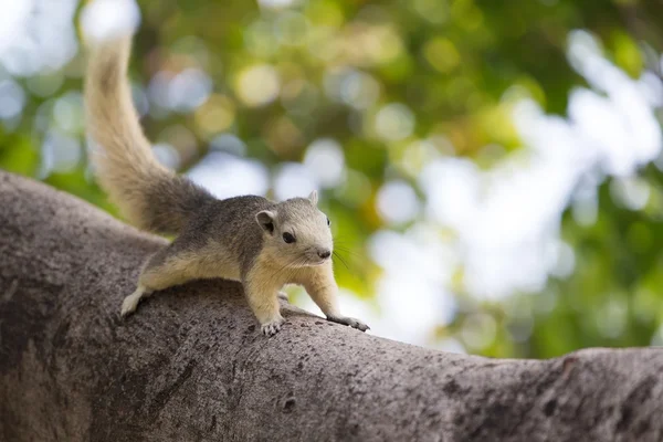나무에 앉아 있는 귀여운 다람쥐 — 스톡 사진