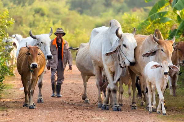 Agricoltore e vacche — Foto Stock