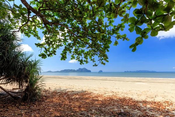 Tropické divoká pláž — Stock fotografie