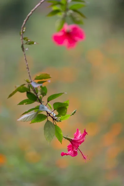 Hibiscus flower hanging from the tree — Stock Photo, Image