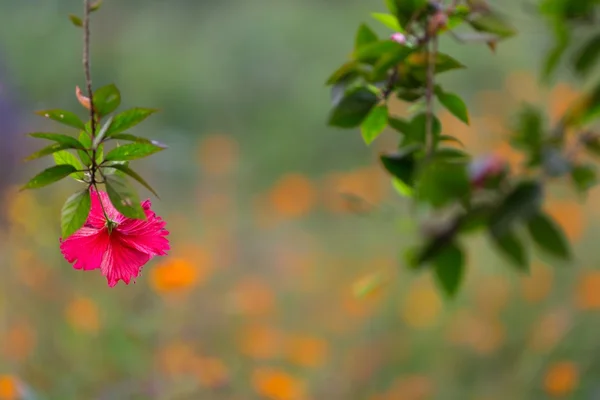 芙蓉花吊 — 图库照片