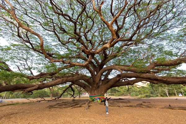 Woman and giant tree — Stock Photo, Image