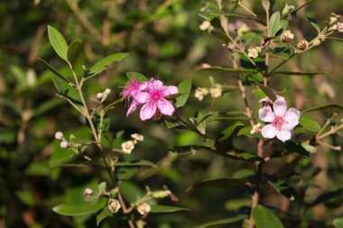 Tropikal Myrtus vahşi çalı