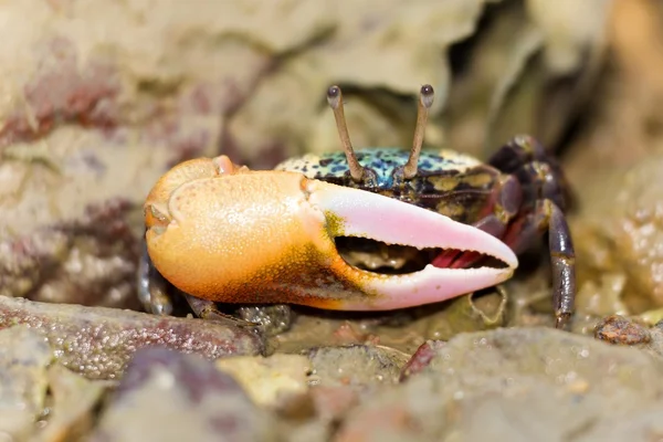 Fiddler crab tropical — Stock Photo, Image