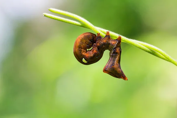 Lagarta estranha de uma traça de fruto pirecing — Fotografia de Stock