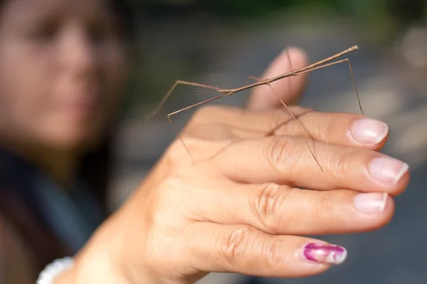 Femme montrant un insecte bâton — Photo