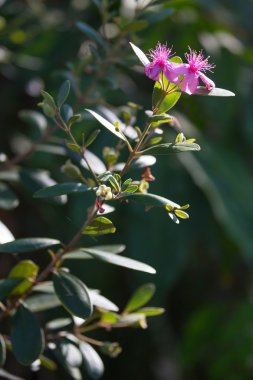 Tropikal Myrtus vahşi çalı